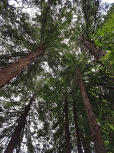 Redwood Forest near Lake Anza