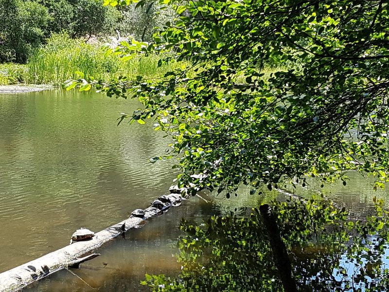 Turtles at Jewel Lake