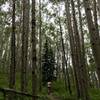 Singletrack through aspen grove