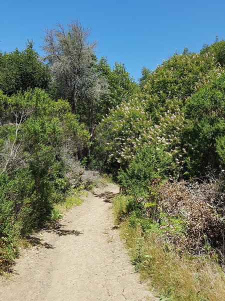 Buckeyes in bloom on both sides of the trail