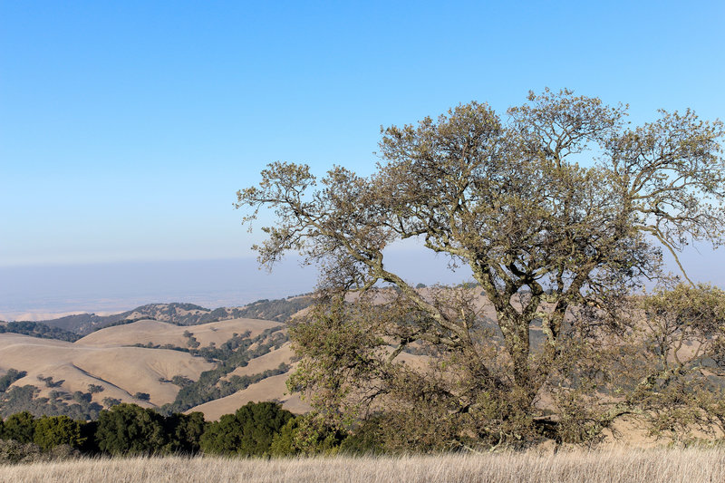 View from the highest point on the Highland Ridge Trail at the Raven Trail junction