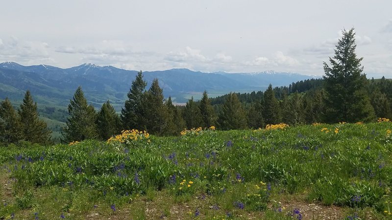 Lots of nice wildflowers with nice views.