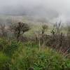 Clouds coming and going around the peak. Bromeliad growing on top of a tree.