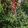 One of the more interesting flowers along the trail