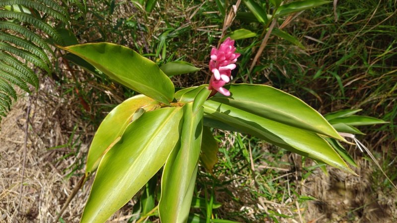 A pink flower.