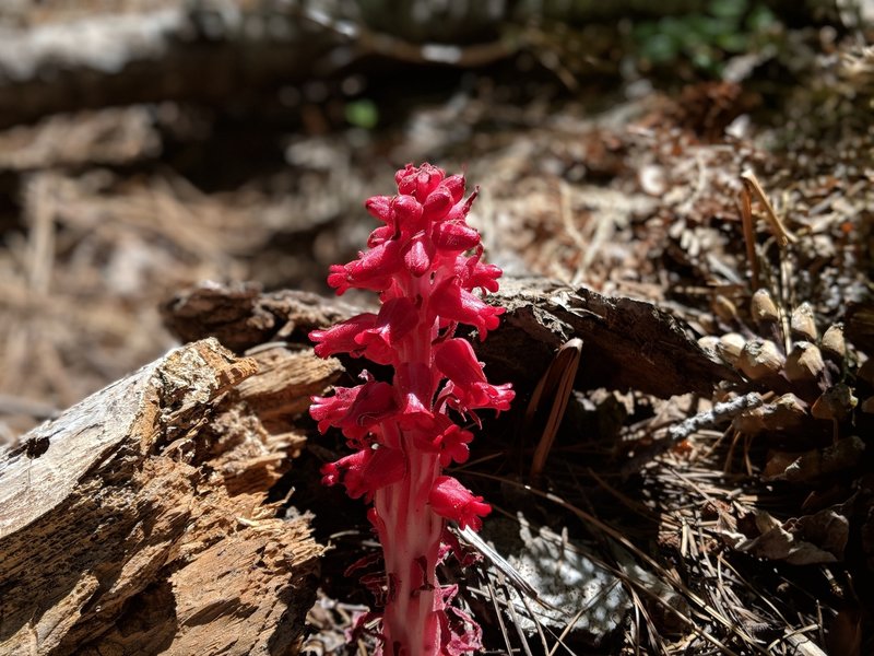 Snow plant