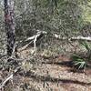 Tree down on the trail