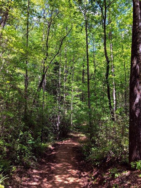 Thick forest along the trail