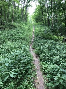 Water running down this hill, to creek below. Rained the night before.