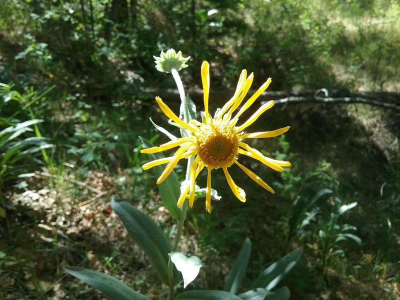 Many wildflowers along the trail