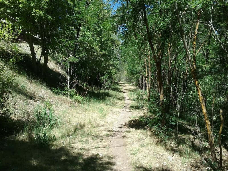 Looking South on the trail