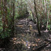 The trail can be exceedingly muddy, which unfortunately detracts from what could be great hike