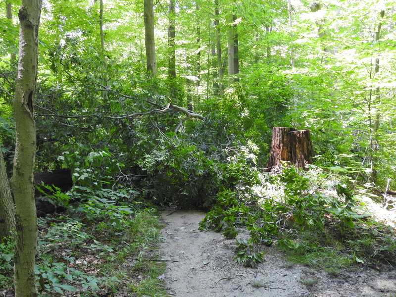 Forest Point Trail is blocked on the more northern fork of this loop trail necessitating a return to start.