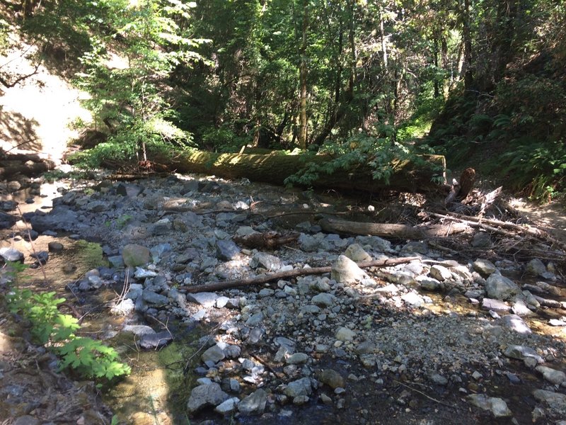 Creek at the end of the trail, 2 miles down from Skyline Blvd