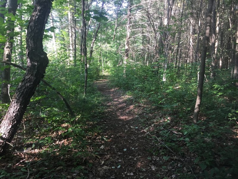 Typical section of the Whitney Brook Trail