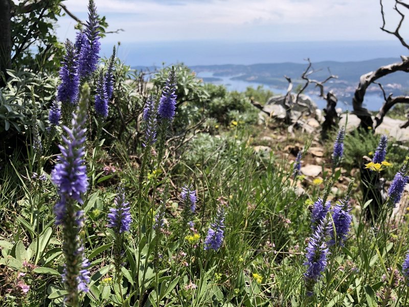 Some of the pretty flowers on our way to Sveti Ilaji