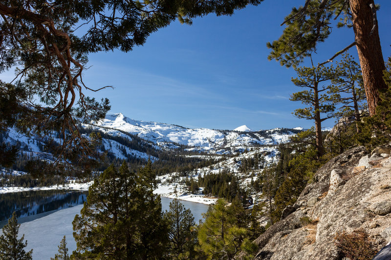 Snowy mountains through the trees on the Pacific Crest Trail