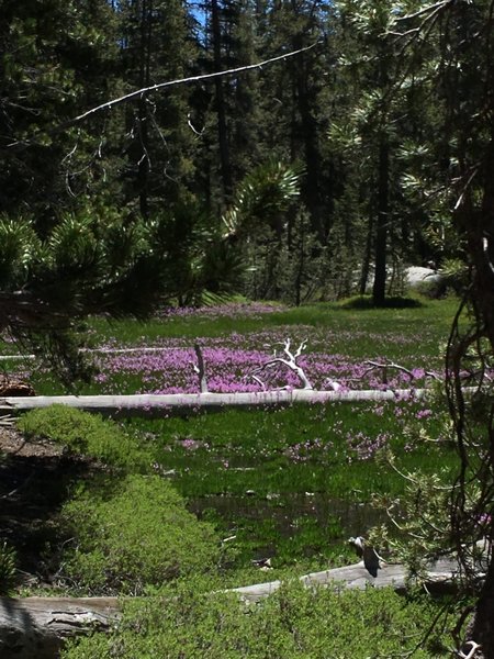 Meadow overflowing with Shooting Stars