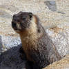 "who are you" asks the marmot