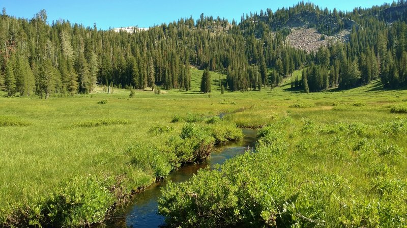 Paradise Meadows in late June, looking south