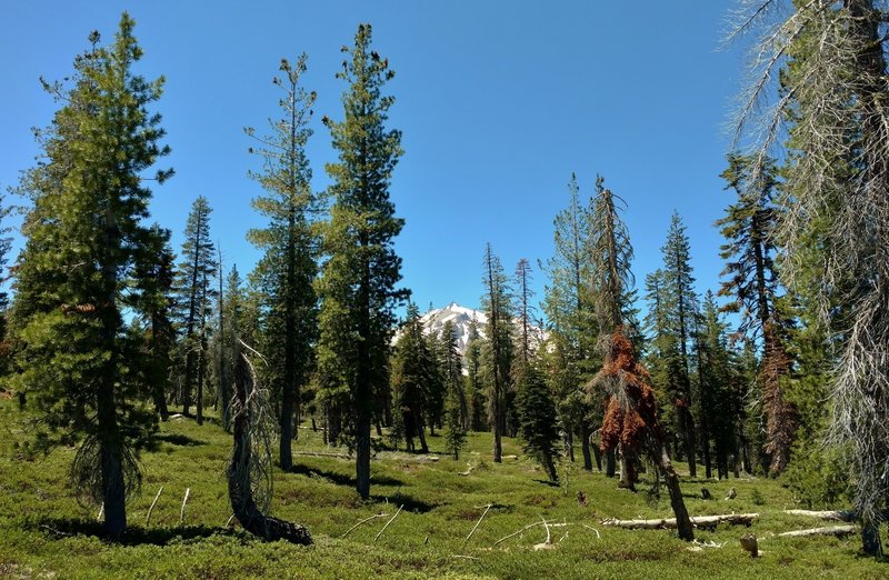 Lassen Peak comes into view to the west, through the thinning fir forest as Terrace, Shadow, and Cliff Lakes Trail climbs. The ground cover is a low growing manzanita.