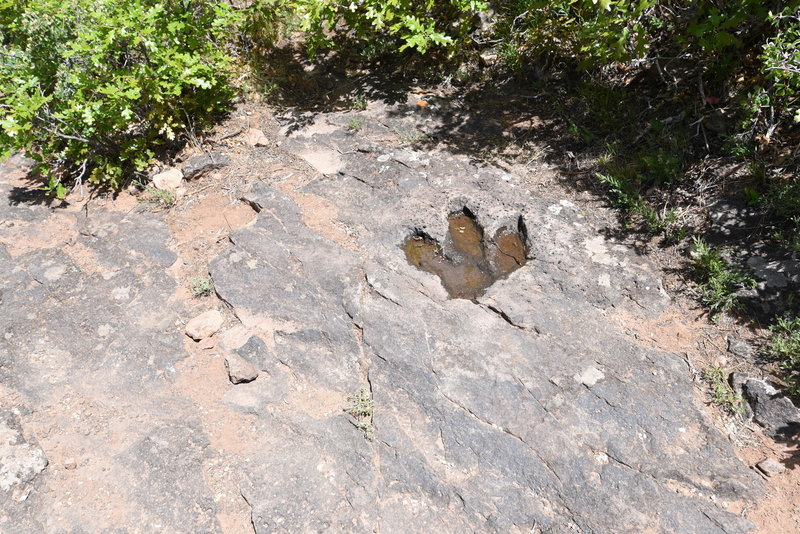 Dinosaur track along trail