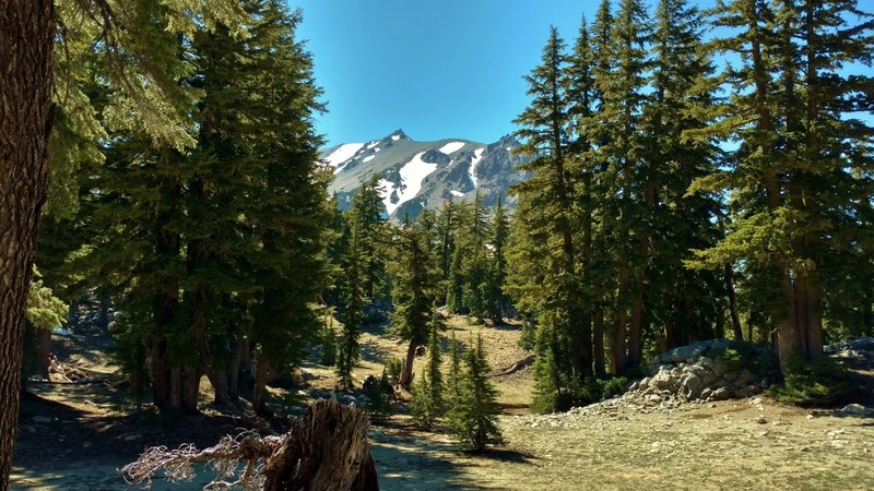 Lassen Peak is seen to the west-northwest, through the firs, high on Paradise Meadows Trail.
