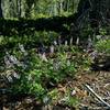 Meadow/largeleaf lupine along paradise Meadows Trail