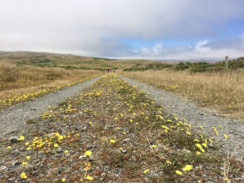 Near the beginning of Marshall Beach Trail