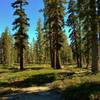 Manzanita ground cover is dotted with firs in the backcountry along Bear Lakes Trail near the Echo Lake/Twin Lakes Trail junction.