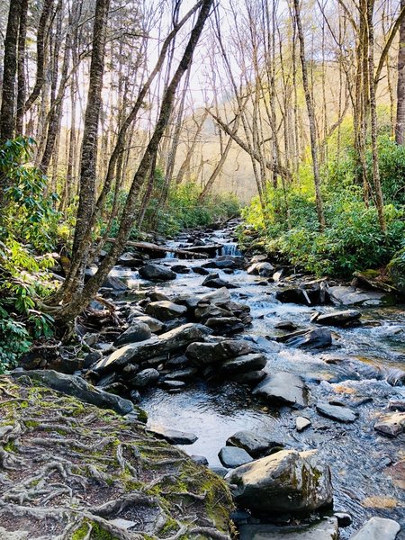 Beautiful stream near the beginning of the trail.