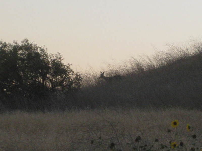 Deer.  (Another is hidden.)