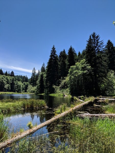 North end of Soapstone Lake.