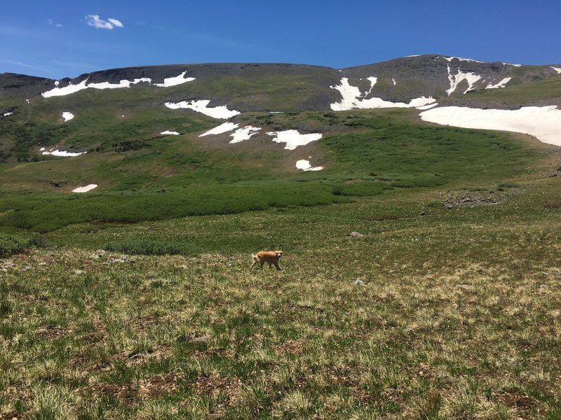 a dog in paradise