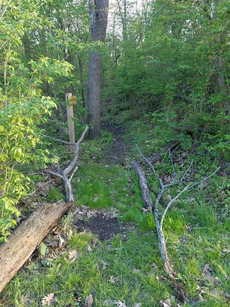 Branches lining part of the path.