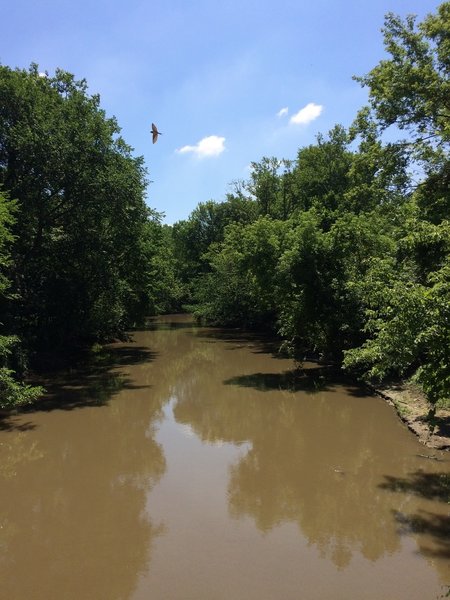 The bridge over the Rouge River on the Mountain Bike and Hiking Trail in Rouge Park. A bird flying over the river.