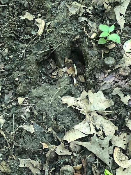 Deer tracks along the path of the Mountain Bike and Hiking Trail.