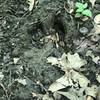 Deer tracks along the path of the Mountain Bike and Hiking Trail.