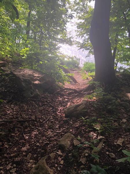 A nice little path that leads to the lake shore.