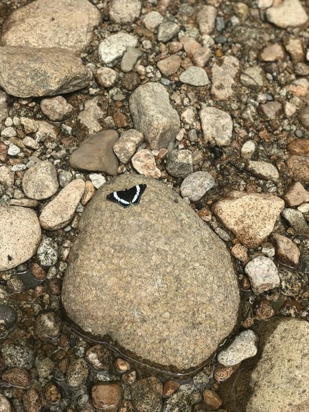 Butterfly on Rock Livermore Trail