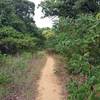 Meadow Loop sumac showing off for summer