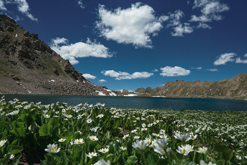 Seasonal flowers (Marsh Marigolds) surround Lost Man Lake