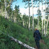 Enjoy the aspen groves that dominate the majority of this hike.