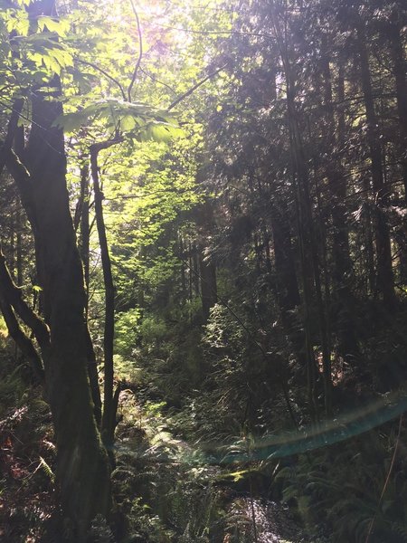 Looking up at the trees along the trail, with the creek below.