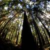 The very tall trees that surround the trail are amazing.