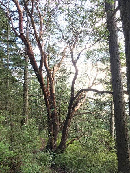 These trees are always strikingly beautiful.