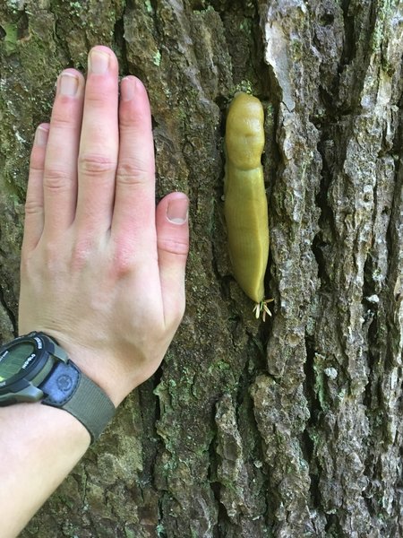 A very large banana slug.