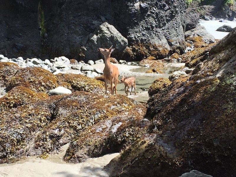 A mama deer and her baby just feet from us.