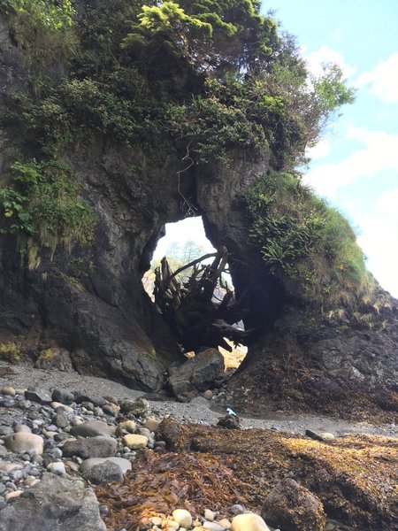 An arch with a huge tree stuck in it.