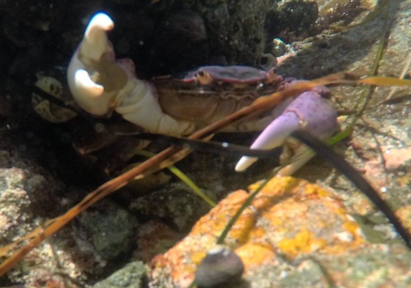 A purple shore crab in a tide pool.